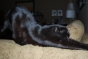 kitty